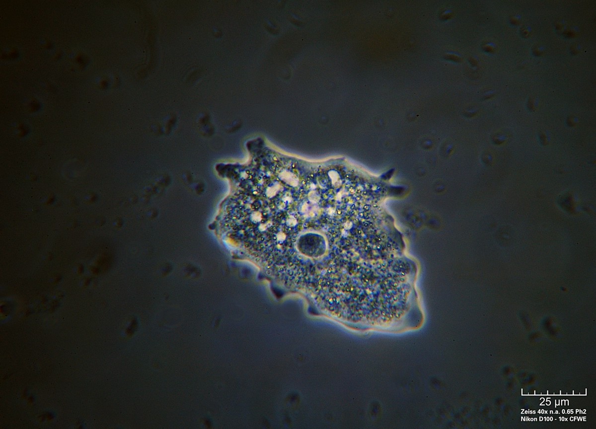 Amoeba CdF